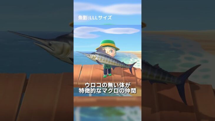 【あつ森】カジキの観察🐠