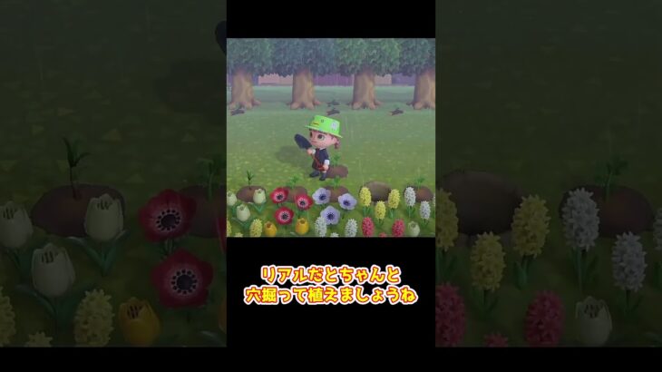【あつ森】　じゃがいもはナス科　　　　　　　　　　　　　　　　　　　　　 #あつまれどうぶつの森