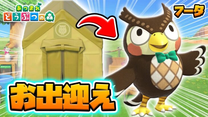 【あつ森】フータ専用のテント完成！伝説の博物館長を迎え入れろ！【あつまれどうぶつの森】