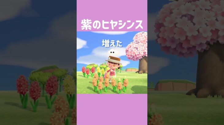 [あつ森]いつ咲くのでしょうか…‪‬‪🪻‪🧡‬‪ #あつまれどうぶつの森