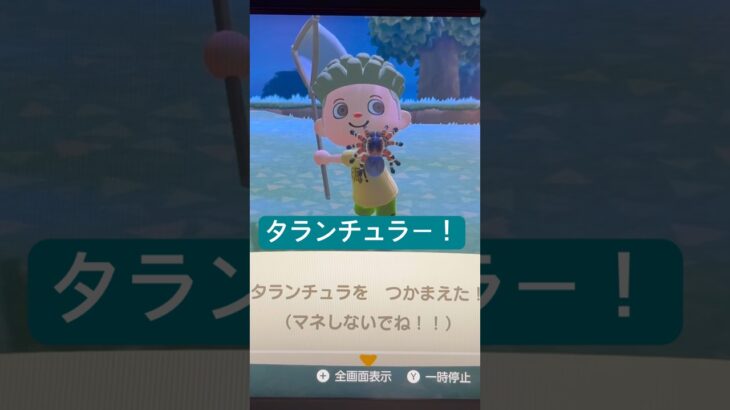 まさかのタランチュラ捕まえた！怖かった😱 #あつ森 #あつまれどうぶつの森