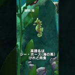 【あつ森】タツノオトシゴの観察🐉