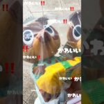 ˗ˋˏ  🌱 あつ森一番くじ 🏷️ ˎˊ˗#あつまれどうぶつの森 #あつ森 #一番くじ #島クリエイト