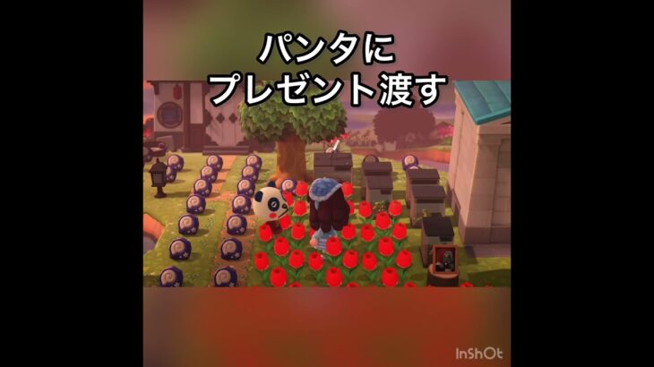 【あつ森】パンタにプレゼント　#vlog #あつ森 #あつまれどうぶつの森 #こはくちゃんねる2424   #毎日更新　毎日更新中