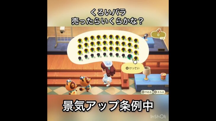 【あつ森】景気アップ条例中　黒いバラ売ったらいくら稼げる？　#vlog #あつ森 #あつまれどうぶつの森 #こはくちゃんねる2424  #毎日更新　毎日更新中