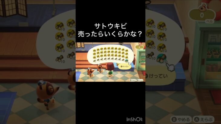 【あつ森　サトウキビ売ったらいくらかな？】 #vlog #あつ森 #あつまれどうぶつの森 #こはくちゃんねる2424  #毎日更新　毎日更新中