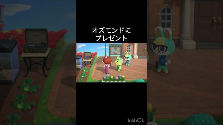【あつ森　オズモンドにプレゼント🎁】#vlog #あつ森 #あつまれどうぶつの森 #こはくちゃんねる2424  #毎日更新　毎日更新