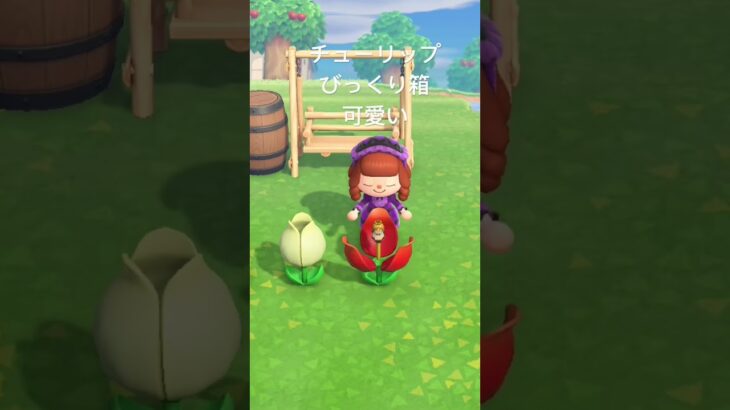 【あつ森　チューリップのびっくり箱可愛い🩷　】#vlog #あつ森 #あつまれどうぶつの森 #こはくちゃんねる2424   #毎日更新　毎日更新中