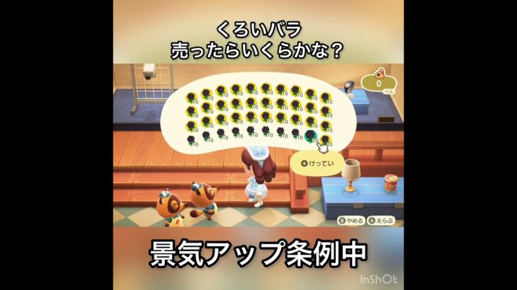 【あつ森】黒いバラ売ったらいくら稼げる？　#vlog #あつ森 #あつまれどうぶつの森 #こはくちゃんねる2424  #毎日更新　毎日更新中