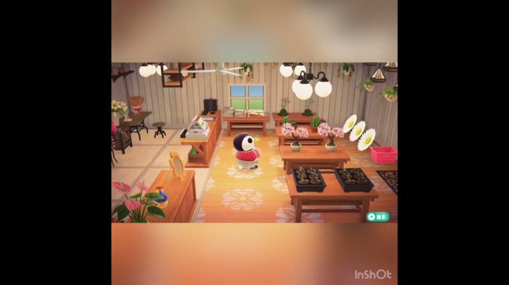 　【あつ森】お花いっぱいのお花屋さん　オーロラ様　#vlog #あつまれどうぶつの森 #こはくちゃんねる2424   #毎日更新　金を稼ぐ　#animalcrossing