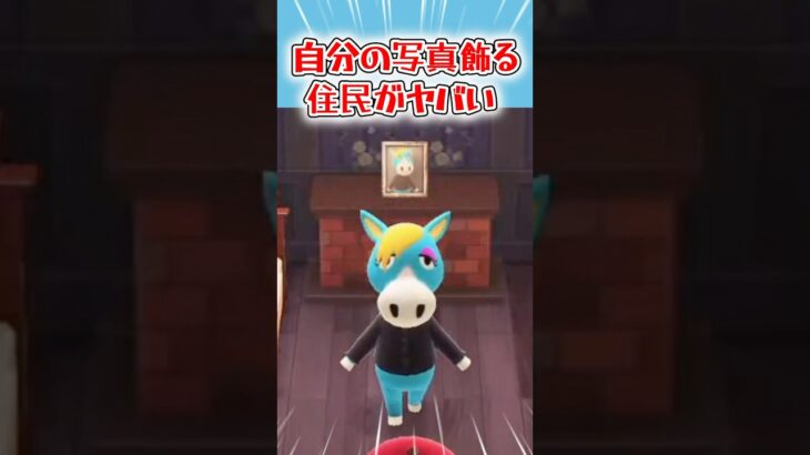 自分の写真を飾る住民がヤバいww【あつ森】  ♯shorts #あつ森 #あつまれどうぶつの森 #AnimalCrossing #キザノホマレ