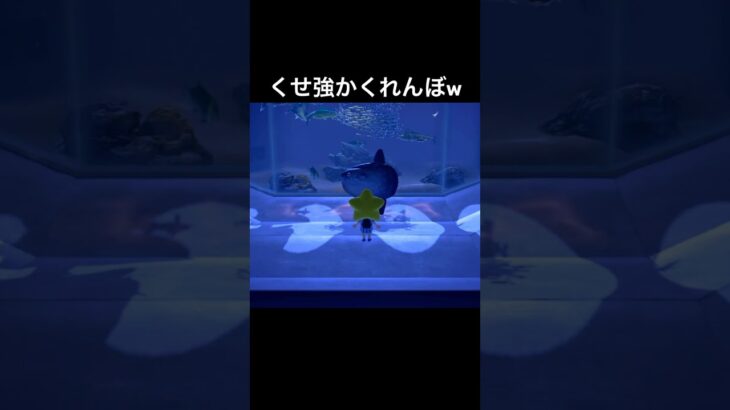 マンボウに隠れてるwww#あつまれどうぶつの森 #あつ森 #ゲーム実況 #shorts