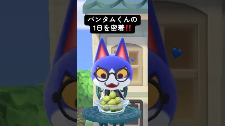 【あつ森】ｵｼﾞ猫の1日を密着‼️