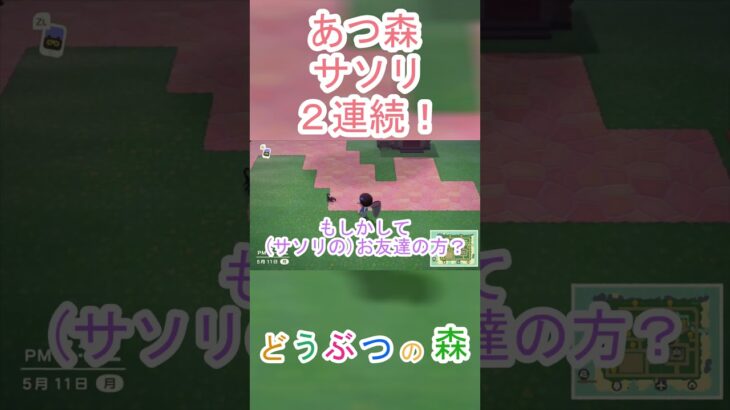 あつ森で2連続でサソリと勝負することになったｗ【あつまれどうぶつの森】#あつ森 #あつまれどうぶつの森