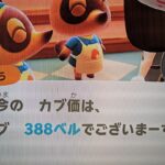 【あつ森】カブ388！チャンネル登録、高評価で参加OK