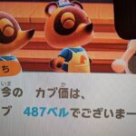【あつ森】カブ価487！高評価、チャンネル登録で参加/往復OK！