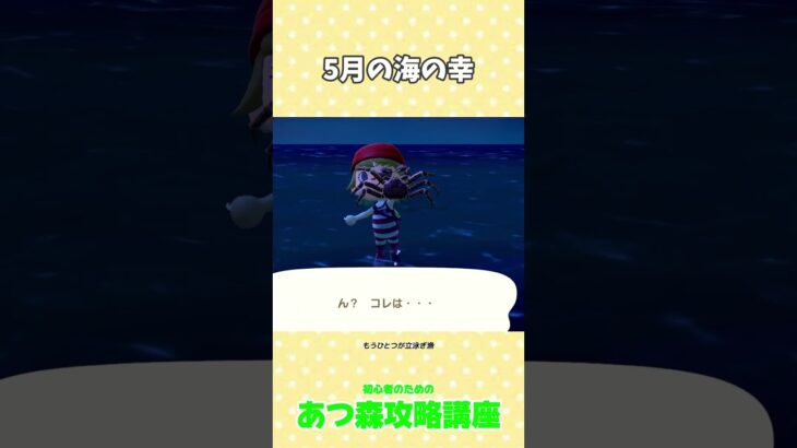 5月の海の幸 #あつ森メンダコ＃あつ森コンプ＃あつ森初心者 #あつ森攻略講座