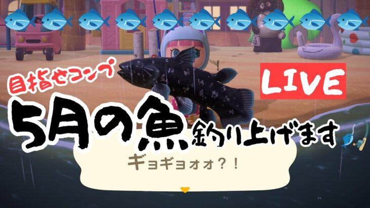 【あつ森】5月の魚釣り🐟深夜のスローライフ作業配信！#あつ森 #あつまれどうぶつの森
