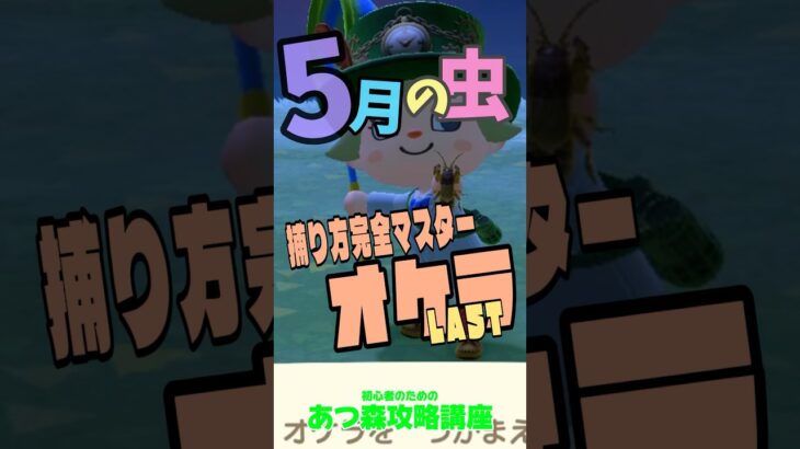 5月の虫 #あつ森オケラ＃あつ森コンプ＃あつ森初心者 #あつ森攻略講座