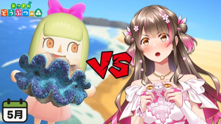 【あつ森】難関！オオシャコイガイきた！5月の全ての海の幸を捕るまで終われません【あつまれどうぶつの森】