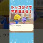 おすすめ！シャコガイで住民の写真狙える【あつ森】 #Shorts #あつ森 #あつまれどうぶつの森 #AnimalCrossing #切り抜き #ゲーム実況