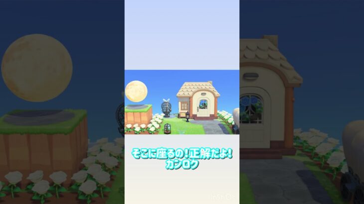 あつ森log_20260525 #あつ森 #あつまれどうぶつの森