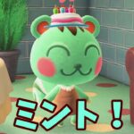 【あつ森】初祝い！５月最初の誕生日はあのリスちゃん🎂 #shorts #あつ森 #あつまれどうぶつの森