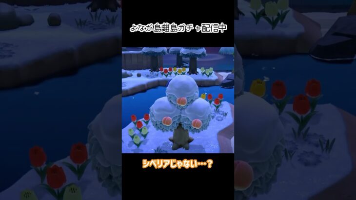 シベリアと思いきや…？ #あつ森 #shorts