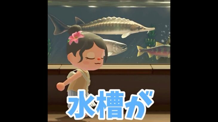 【あつ森】スタンプラリー３日目　魚エリア🐟 #shorts #あつ森 #あつまれどうぶつの森