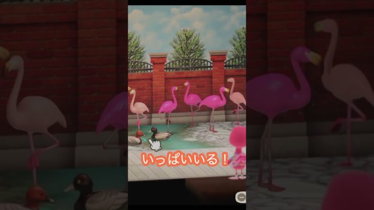 【あつ森】８×８でフラミンゴの部屋‼️＃あつ森#ハピパラ#shorts