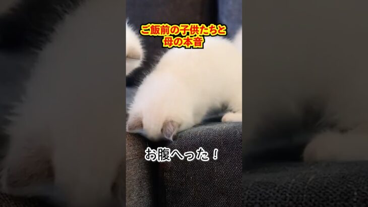 ご飯前の子供たちと母の本音、、。 #あつ森 #あつまれどうぶつの森 #shorts