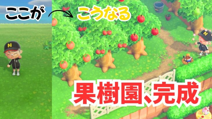 空き地、果樹園にしたらこうなった【あつ森】