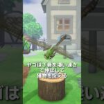 【あつ森】ギンヤンマの観察✈