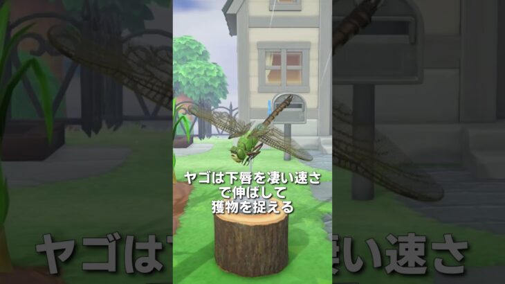 【あつ森】ギンヤンマの観察✈