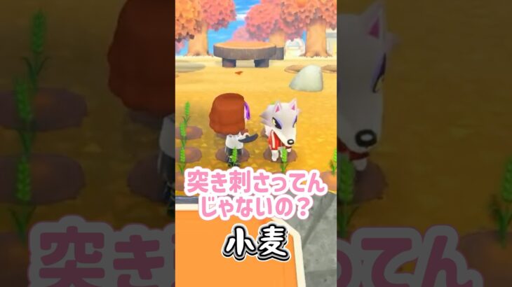 そこじゃないとダメな理由を述べよ #あつ森 #あつまれどうぶつの森