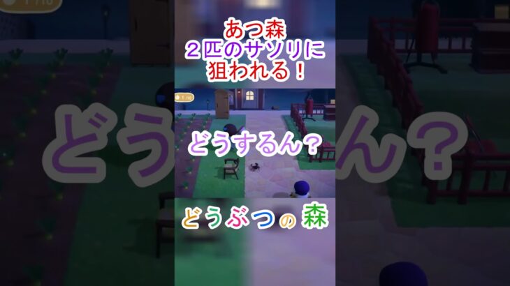 あつ森で同時に２匹のサソリに狙われて喋りまくった！ｗ【あつまれどうぶつの森】#あつ森 #あつまれどうぶつの森
