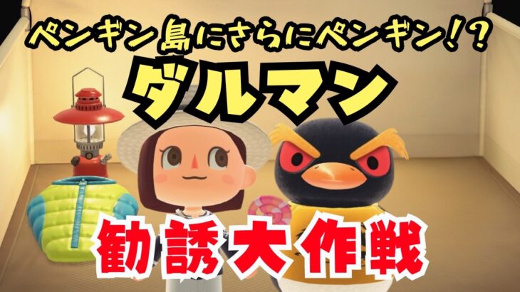 【あつ森】ダルマンがキャンプサイトにきた！ペンギン島🐧勧誘大作戦！