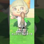 【あつ森】タコの観察🐙