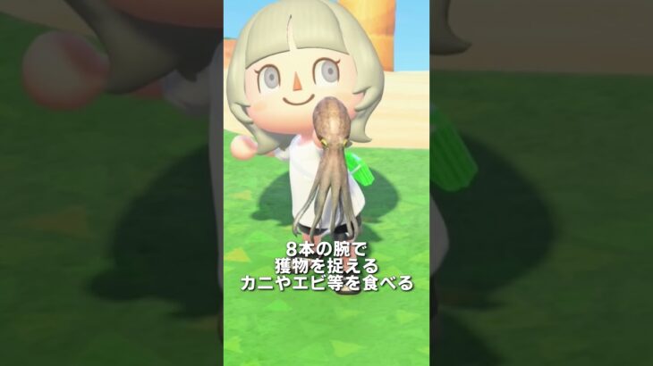【あつ森】タコの観察🐙