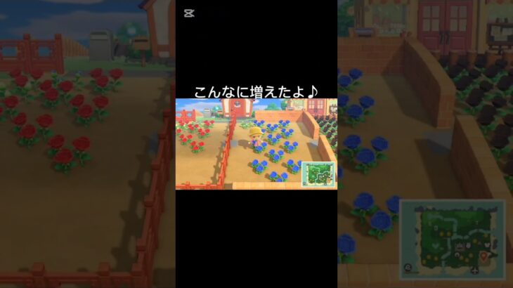 【あつ森】青いバラ咲かせてみた！