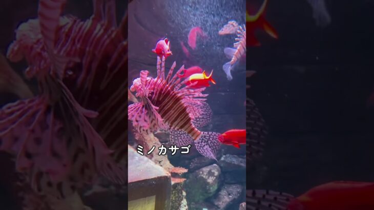 あつ森コラボと聞いて、シーライフ名古屋に初めて行きました！