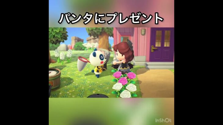 【あつ森】パンタにプレゼント　#vlog #あつ森 #あつまれどうぶつの森 #こはくちゃんねる2424   #毎日更新　毎日更新中　 推し活
