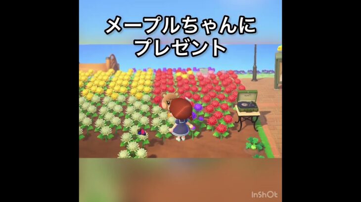 【あつ森】メープルちゃんにプレゼント　#vlog #あつ森 #あつまれどうぶつの森 #こはくちゃんねる2424   #毎日更新　毎日更新中　 推し活