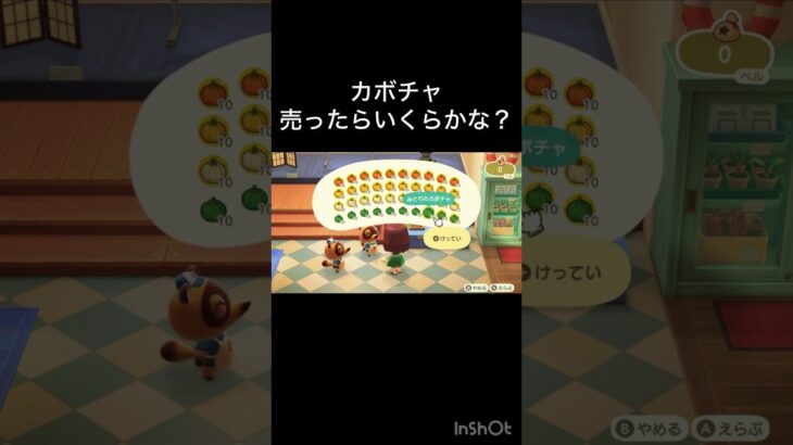 【あつ森　カボチャ売ったらいくらかな？】#vlog #あつ森 #あつまれどうぶつの森 #こはくちゃんねる2424   #毎日更新　毎日更新中　 金を稼ぐ　あつ森で五月病乗り切る