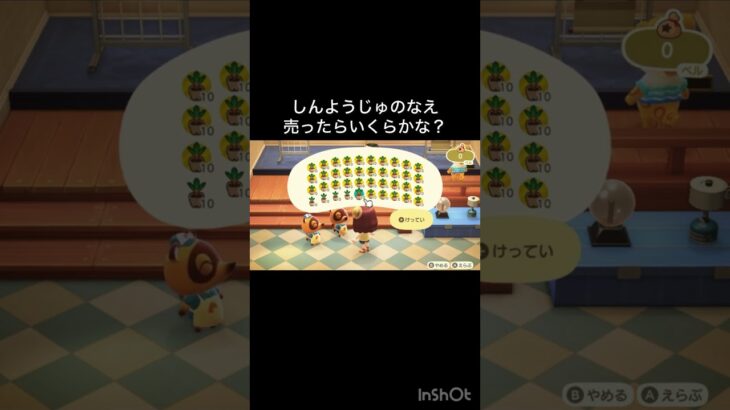 針葉樹の苗売ったらいくらかな？　#vlog #あつ森 #あつまれどうぶつの森 #こはくちゃんねる2424   #毎日更新　毎日更新中　 あつ森で5月病乗り切る　ソロぼっち女子】