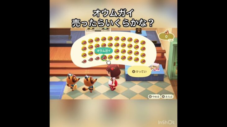 【あつ森オウムガイ売ってベルを稼ぐ　】#vlog #あつ森 #あつまれどうぶつの森 #こはくちゃんねる2424   #毎日更新　毎日更新中　 金を稼ぐ　gwもあつ森