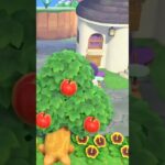 【あつ森】必死に走るペンギンおばさんw #shorts #あつ森