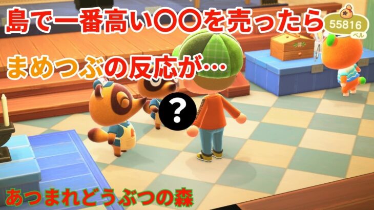 (あつ森) 島で1番高い◯◯を売ったらまめつぶの反応は…
