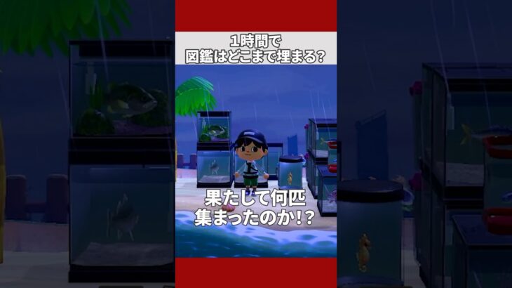 【あつ森】1時間で図鑑はどこまで埋まる？#shorts