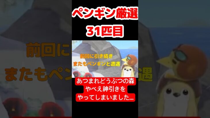 【あつ森】ペンギン厳選31匹目 #vtuber  #ゲーム実況